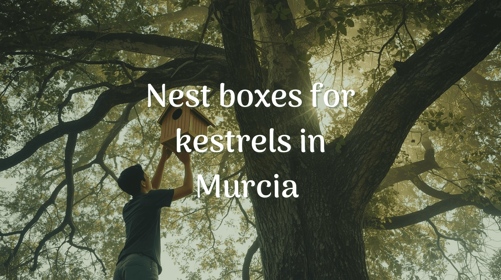 Nest boxes for kestrels in Murcia