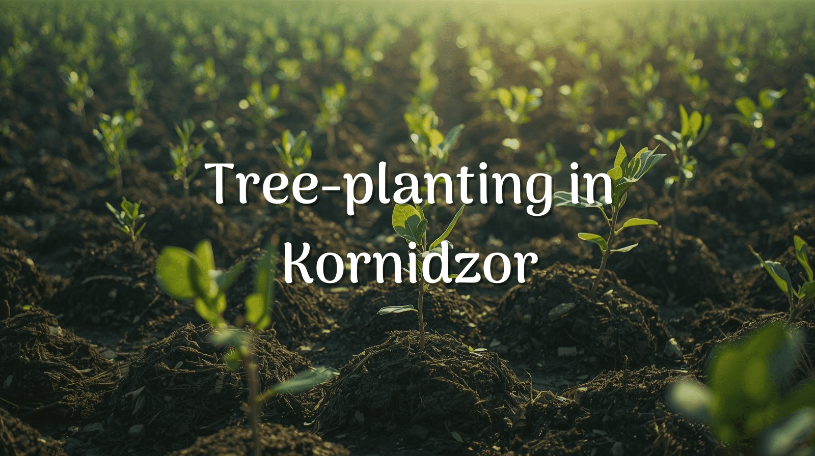 Tree planting in Kornidzor